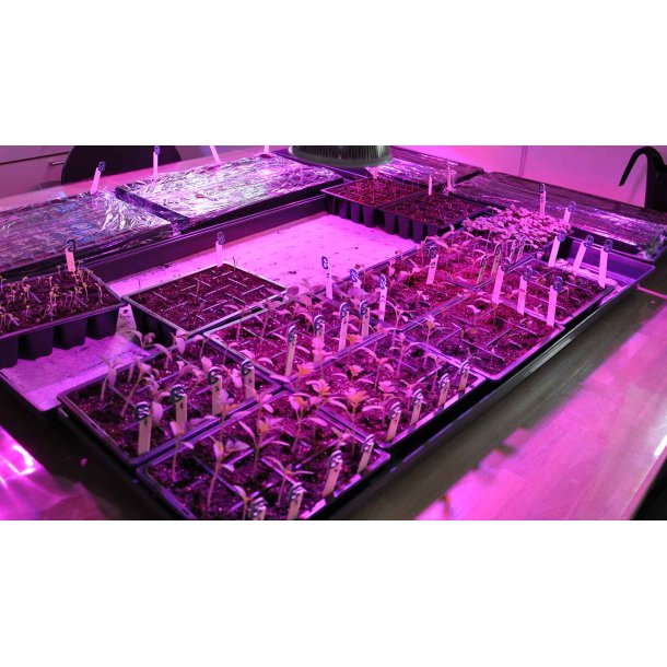 Stor plantebakke med vandingsriller