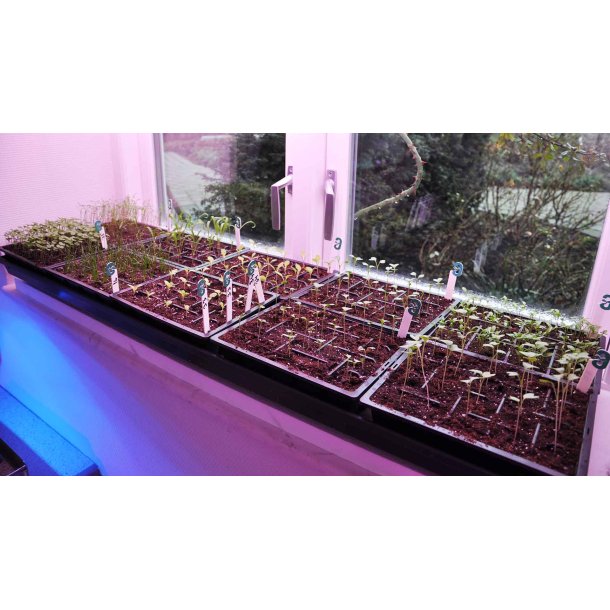 Stor plantebakke med vandingsriller