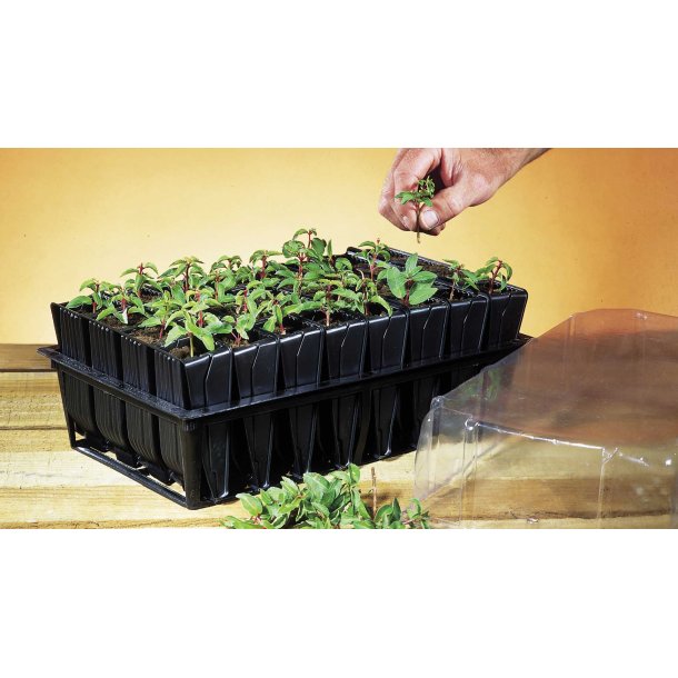 Roottrainer DEEP set 