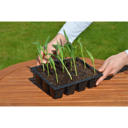 Bakke i PVC med 12 celler til forspiring - 5 stk.