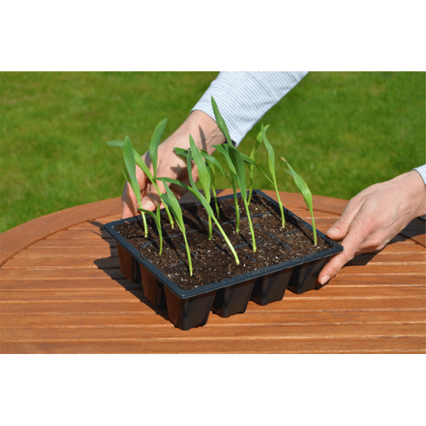 Bakke i PVC med 12 celler til forspiring - 5 stk.