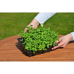 Tray in PVC for pre-germination -5 pieces.