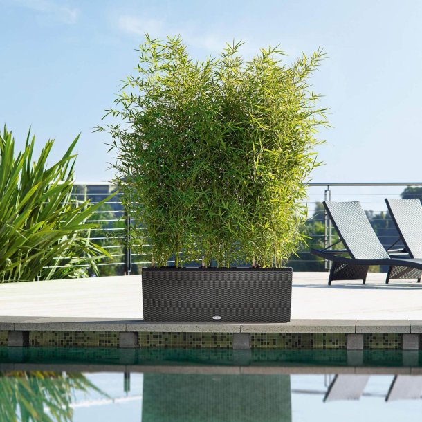 Lechuza  Trio Cottage udend�rs krukke til blomster med selvvandingssystem 