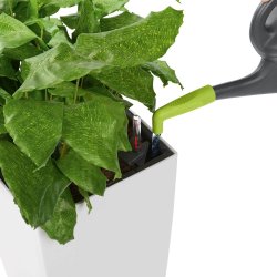 Lechuza - Vandingstud