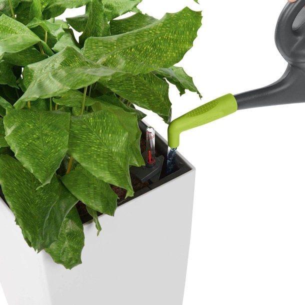 Lechuza - Vandingstud