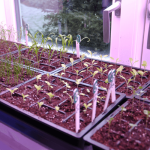 Spire trays and pots