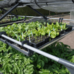 Plant Tray