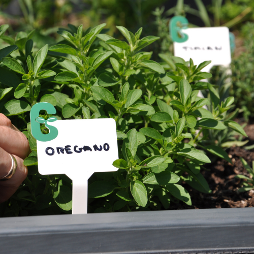 Plant Labels - GrowCamp