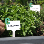 Plant Labels
